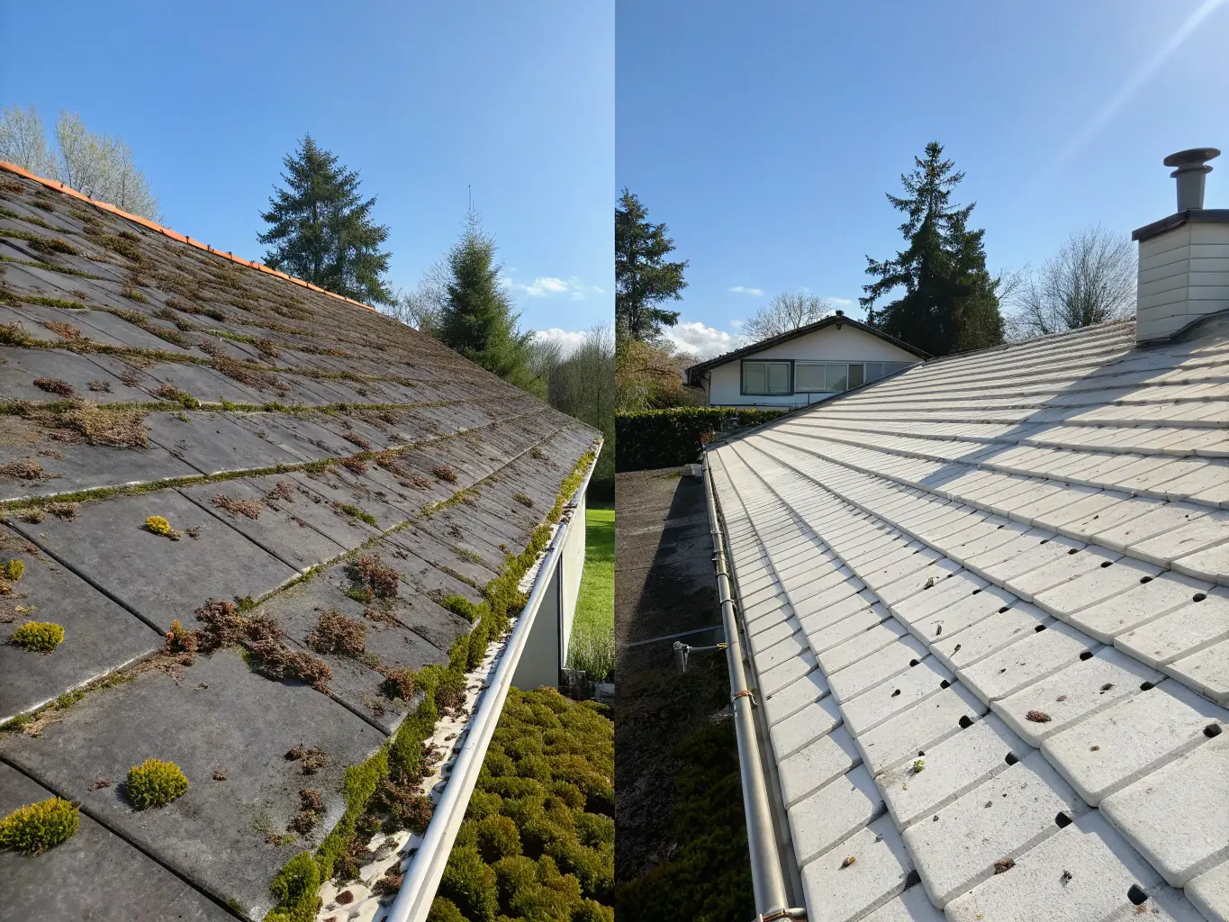 A pristine roof with no moss or algae, showcasing a bright and clean surface after Oasis Power Washing's roof washing service.